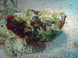 Scorpionfish (Scorpaenopsis diabolus) by Beatrice Primatesta 